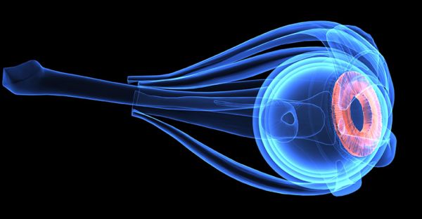 3D-Illustration des menschlichen Auges.  Das Loch in der Glaskörperrinde ist deutlich zu erkennen. Dort eint sich die Nervenfaserschicht der Netzhaut zum Sehnerv, der zum Gehirn führt.