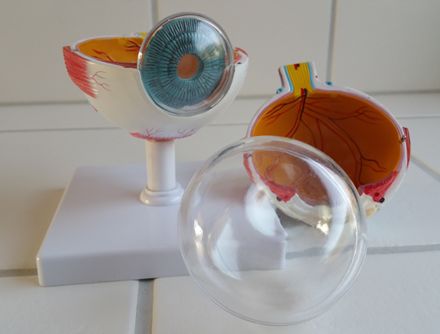 Ein intakter Glaskörper, Modell des Auges