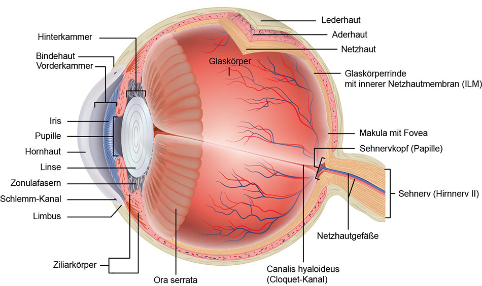 Anatomie des Auges mit Beschriftung der einzelnen Komponente